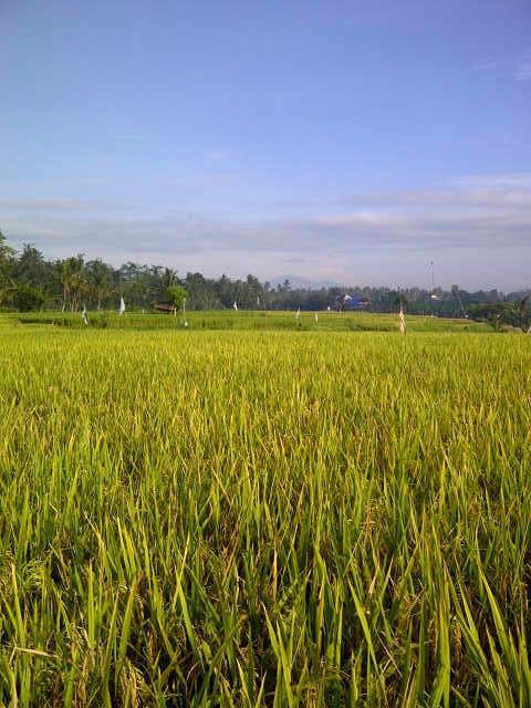 Anandani Ubud
